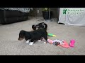 Dachshund dogs for sale: Ember - Video 1