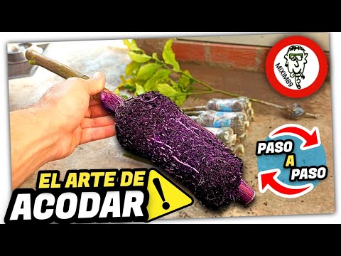 ACODO AÉREO en NARANJO o LIMONERO (Paso a Paso) No Esperes Años para Producir Frutos by mixim89