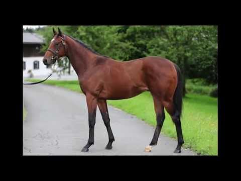 N N  Lot 164 english