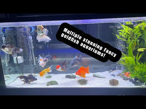 BEAUTIFUL Fancy goldfish aquariums | Rate my tank