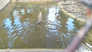 Davao crocodile park @touristguide5