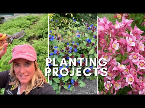 A trio of planting projects 🌿 Beautiful groundcover, bulletproof evergreen, perennial from seed