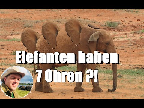 Elefanten-Fakten: Elefanten haben 7 Ohren und können Geräuschlos kommunizieren?!?