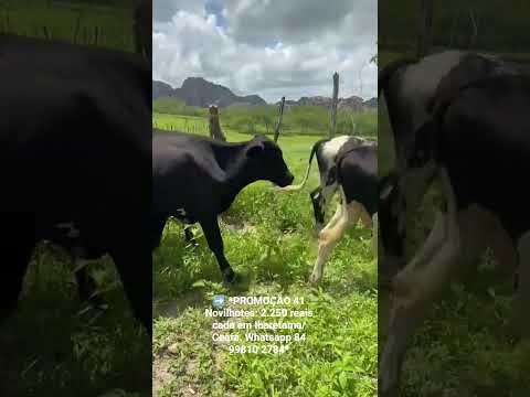 41 Novilhotes: 2.250 reais cada em Ibaretama/ Ceará. Whatsapp 84 99810 2784*#gado