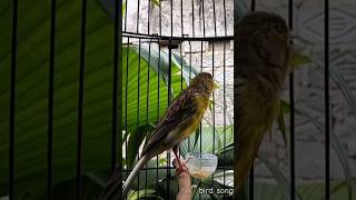 Download lagu KENARI malas bunyi, Terapi untuk kenari masteran canary #canarysingtraining #kanareyka #canário mp3