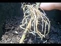 Propagation using air-layers , start to finish all info, 2 ...