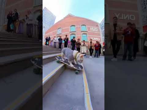 Skating French bulldog #shorts #dog #funny #trending #funnyshorts #bulldog