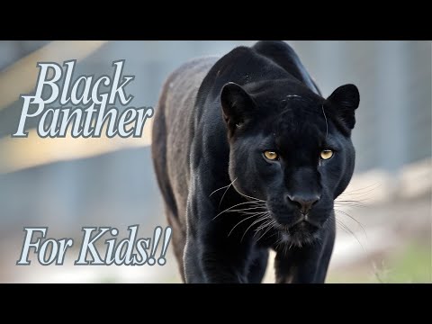 Black Panther Facts for Kids!!!