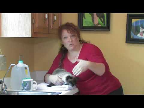 Treat a Cat With a Cold - YouTube