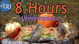 TV for Cats 😻 8 Hours of Song Birds 🐦 Squirrels 🐿Uninterrupted CatTV Autumn Fall Thanksgiving 2025