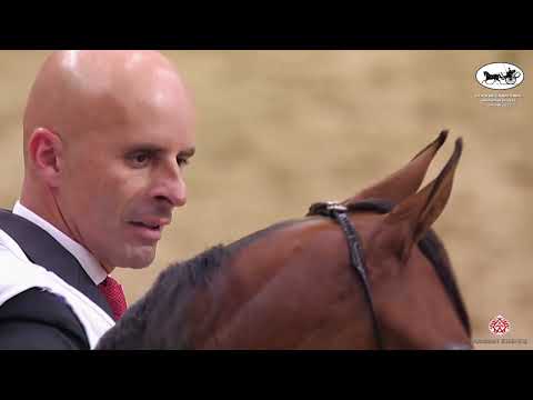 Doha International Arabian Horse Show 2023 - Classe 4B