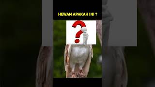 Download lagu Main Tebak Hewan (Lucu Bikin Ngakak) Part 1 mp3