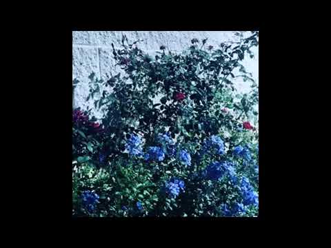 [free] lil tracy x steven moses type beat - deathly | dark guitar instrumental