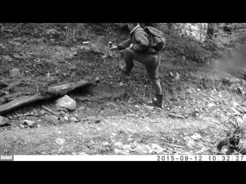 Caz de braconaj surprins de camerele video instalate de WWF in Muntii Tarcu