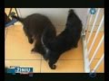 VT KLINIKA UAB Avi