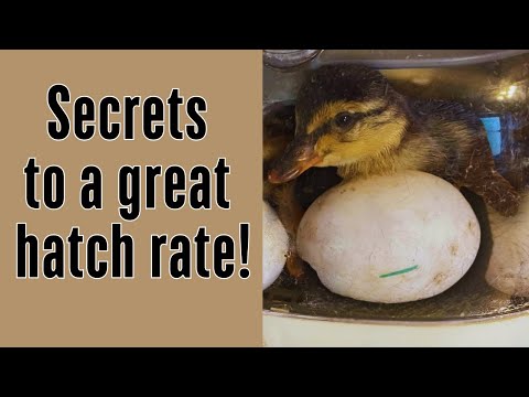 How to Incubate and Hatch Duck Eggs | Step-by-Step Guide for Beginners