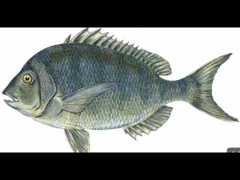 Ifi ifite imiti myinshi / irakuvura amashitani, kudashaka ndetse n' amaso