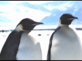 Penguin Killer Whales