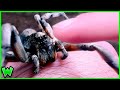 The Process of Making Friends with a Wolf Spider