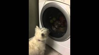 Dog upset about its toy