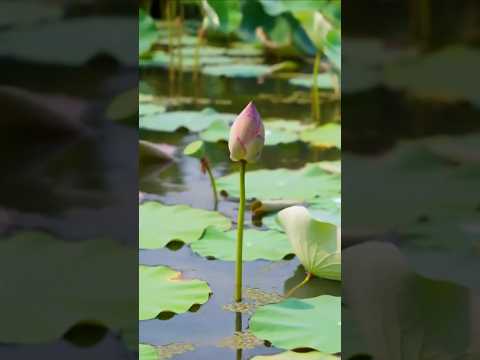 Lotus flower time lapse #lotusflower #timelapse #plants #shorts
