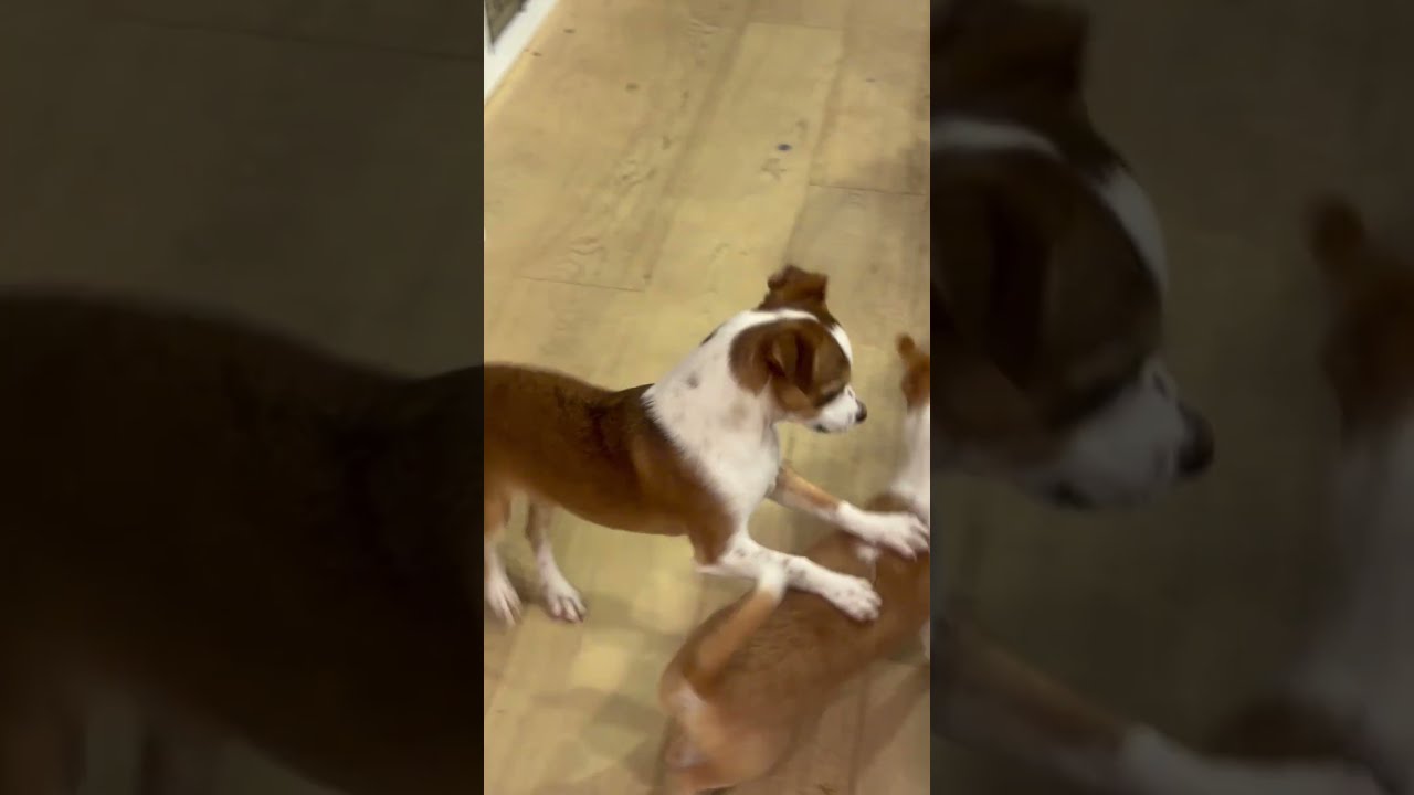 Enlarge Mr. Tiny DJ, a Adoptable mixed breed in Vancouver, BC video 6/6