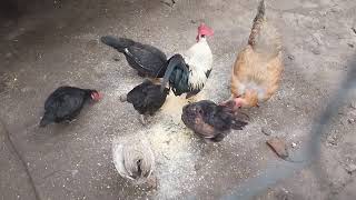 Alimentando as Galinhas pra uma boa produção de ovos - ( Parte 295 )