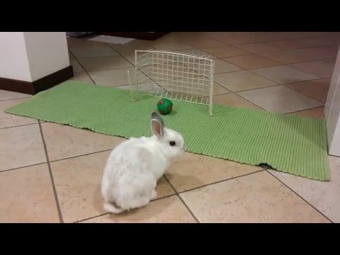 Blu coniglio nano: GOAL!!! - gol -  进球 - ゴール- soccer - 足球 - サッカー