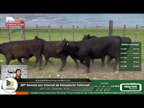 20-11-25 - 281 Remate por Internet de Monasterio Tattersall - Daireaux, Bs.As.