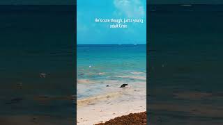 Download lagu Crocodile spotting in Royalton Riviera Cancun Beach, Puerto Morelos mp3