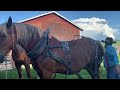 Harness Demo Draft Horse Town