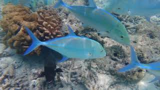 Snorkelling the House Reef of Kuredu Island in the Lhaviyani Atoll
