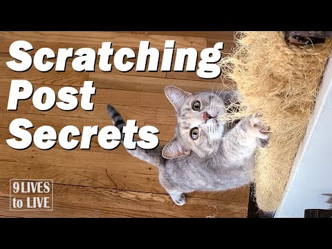 Why Your Cat Scratches the Furniture
