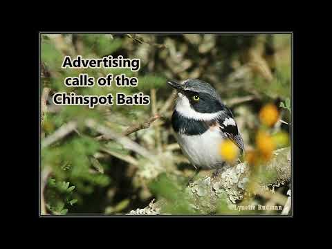 Chinspot Batis advertising calls