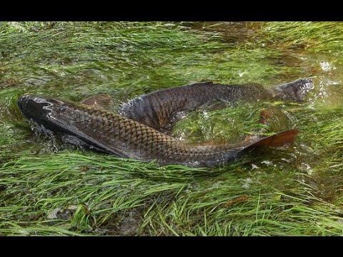 SAZAN YUMURTA ATIYOR - carp spawning - Sazan balığı üreme