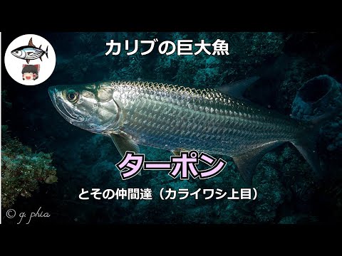 ターポン(世界の魚をゆっくり解説002)