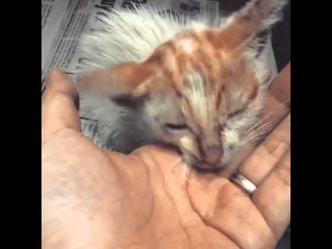 Cat need help: paralyzed kitten needs new home!