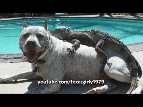 ¡Esta iguana adora a un Pitbull!