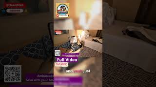 Suite or Balcony You Decide! Ambassador Cabin Debate! #ambassadorambition #ambassadorcruise #cruise