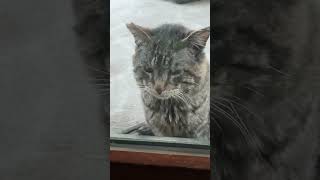 Dinner for mr. Sad Face#heartwarming #cat #cuteanimals #cutecats #instagood