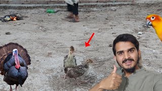 Turkey Birds Ka chicks - pets vlog today