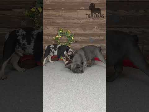 Video 1