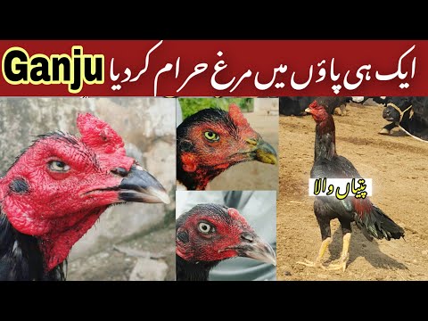 Ganju breed history part 3 | پتیاں والا مرغا کاری باز