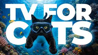 CAT TV - 10 Hours of Cat Enrichment Videos - Underwater and Bird Watching Extravaganza!