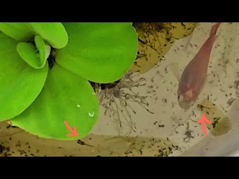 How to keep female guppy from eating its own baby fry