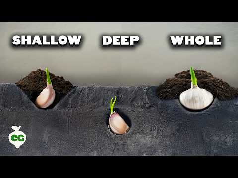 I Tried Growing a Giant Pumpkin Using a Chicken