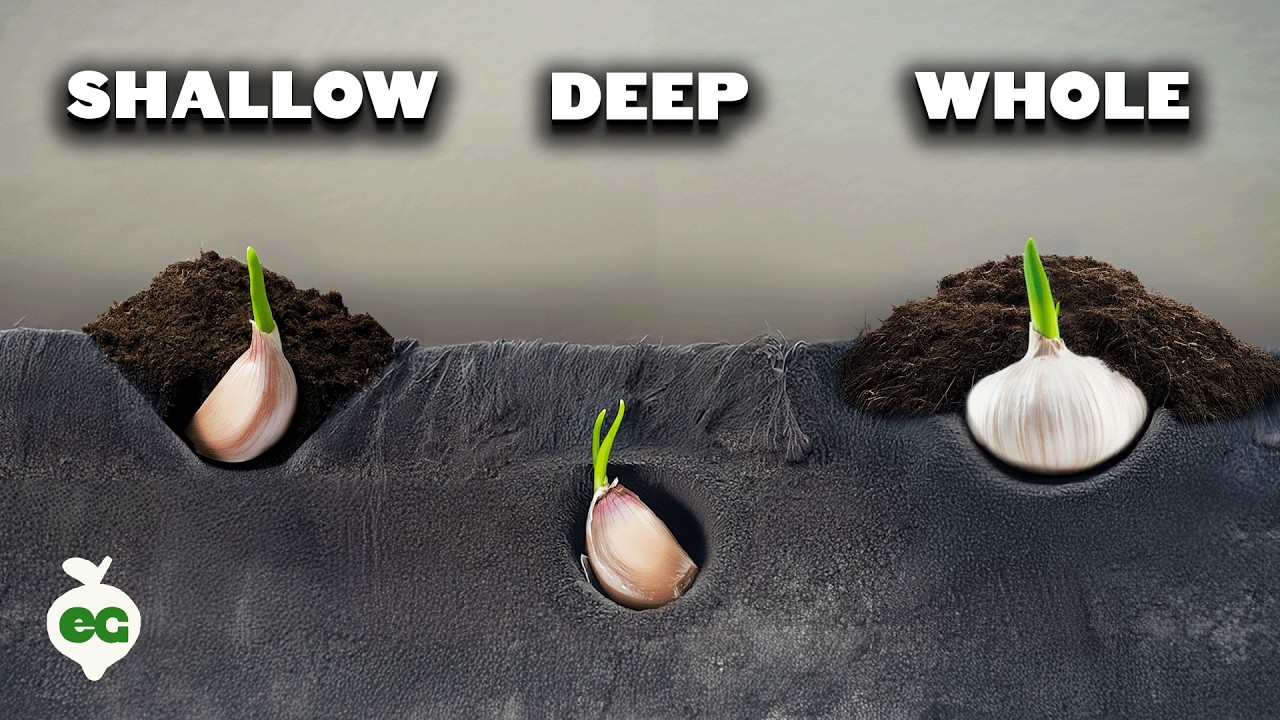 We Grew Garlic 7 Different Ways, Here's What Happened 🧄