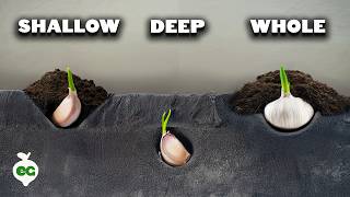 We Grew Garlic 7 Different Ways, Here's What Happened 🧄