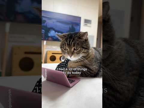 Despite having a lot to do, what did I do first?👍 #shorts #cat #funny