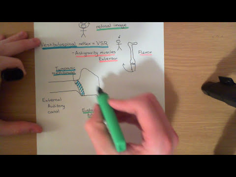 The Vestibular System Part 1